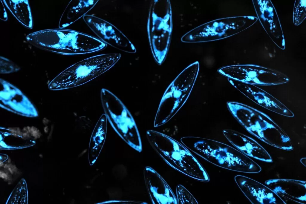 Daan Roosegaarde’s social designs fuse art, urban space and technology