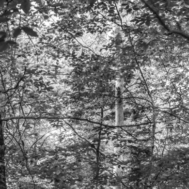 SEEING NATURE