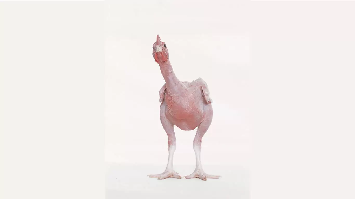 Adi Nes Featherless Chicken