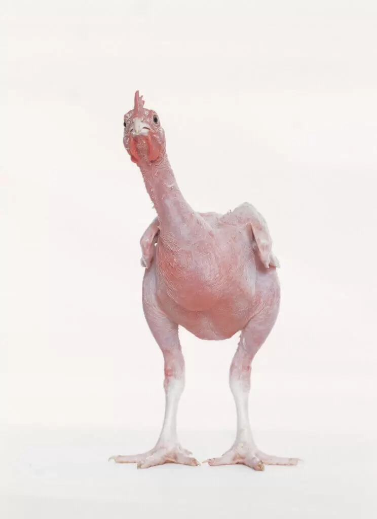 Adi Nes - Featherless Chicken 