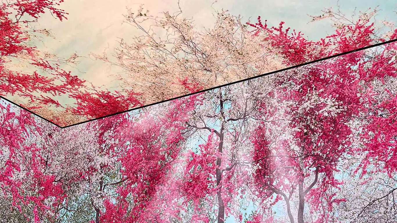 Nature’s Confetti