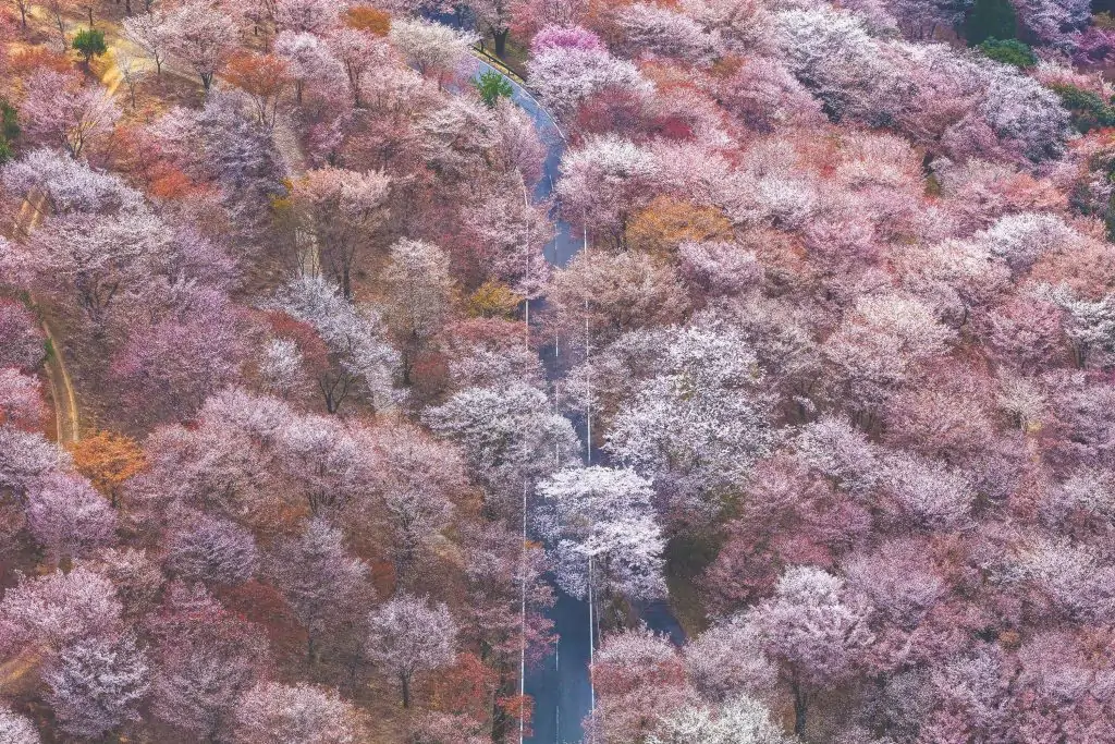 Elevating the Frame: How Donn Delson Redefines Perspectives in Art Photography
