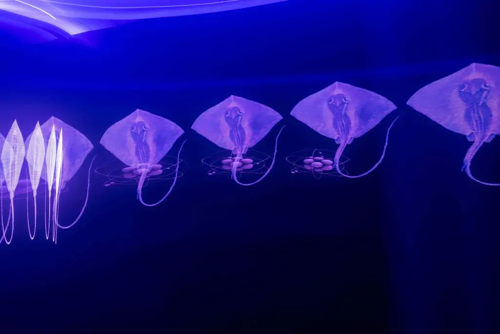 Chris Levine unveils '7.83 Hertz' to Highlight The Health of Our Oceans on World Ocean Day